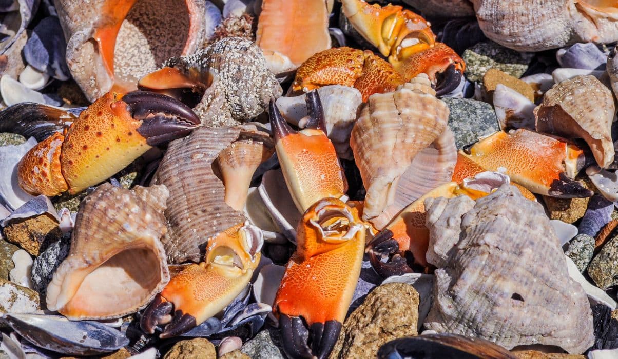 Seafood