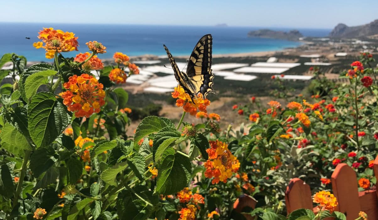 Butterfly Farm