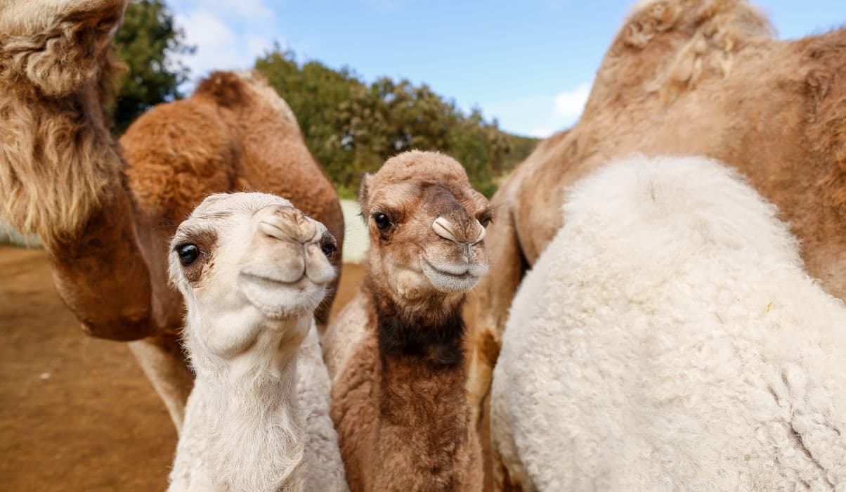 Camel Park