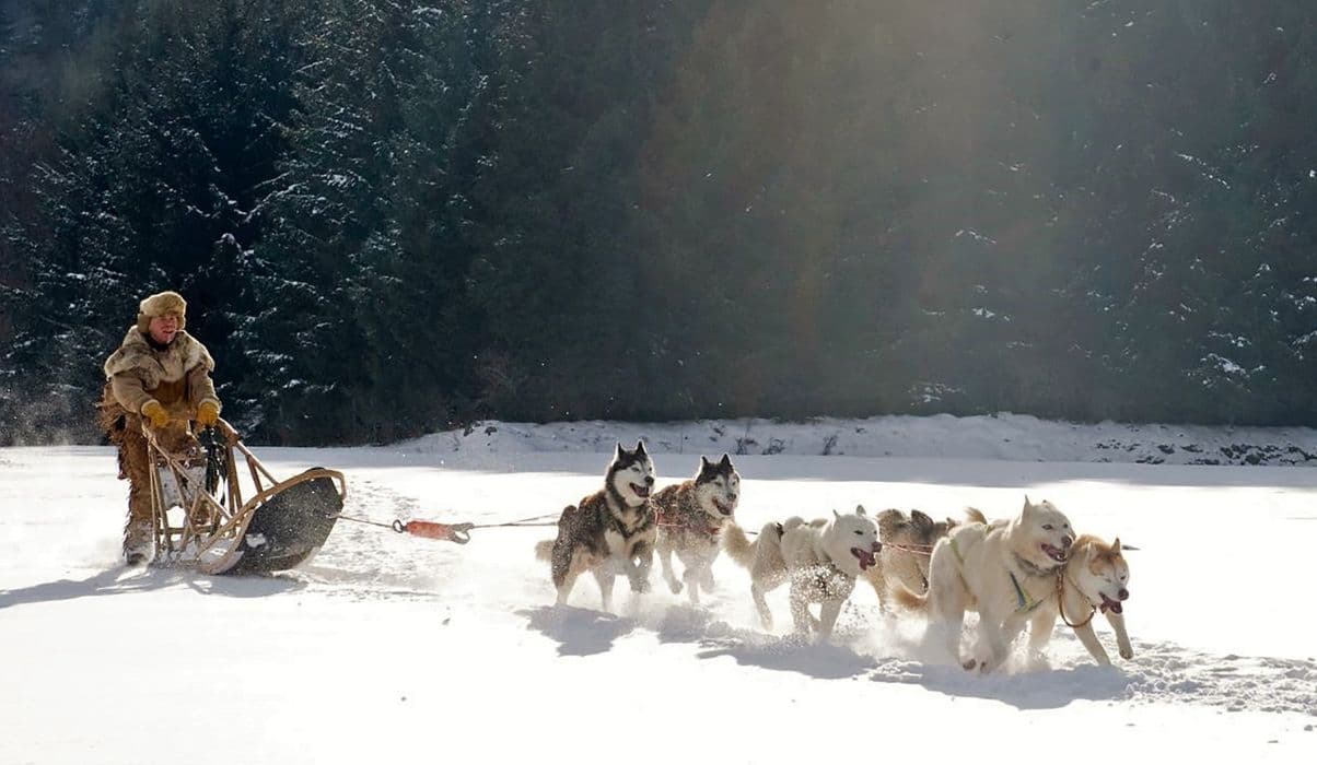 Go Dog Sledding