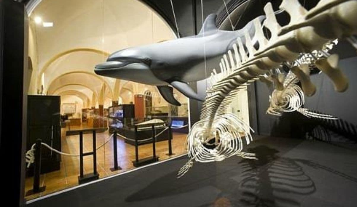 Whale and Dolphin Museum