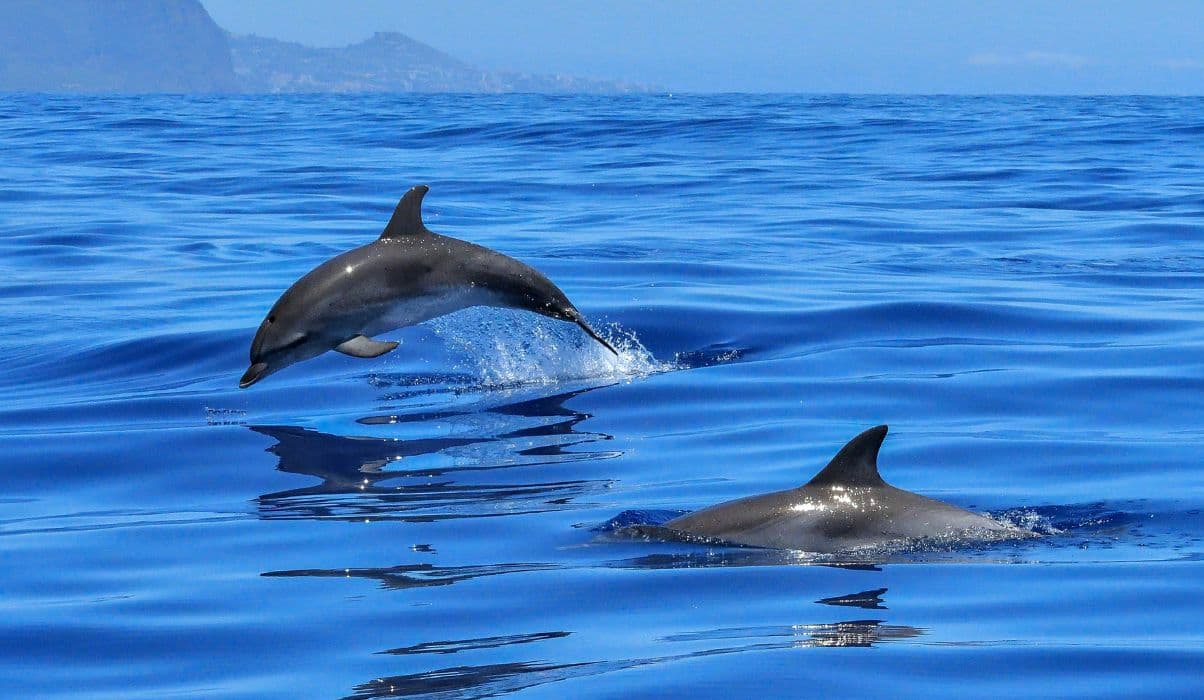 Whale and dolphin watching