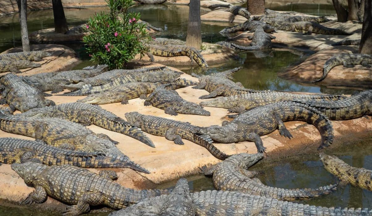 Crocodile Park